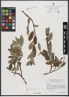 Foto von Salix hastata L.